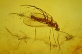 Detailed Fossil Fly (Diptera) In Baltic Amber #142198-2